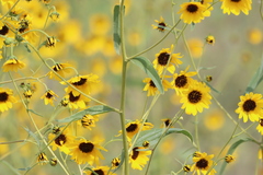 Helianthus petiolaris