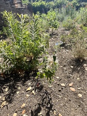 Oxypetalum coeruleum