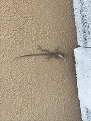 Anolis lineatopus