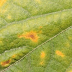 Pseudocercospora griseola