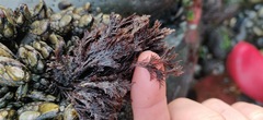 Microcladia borealis