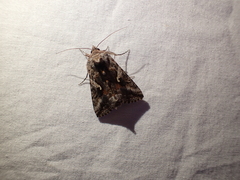 Autographa californica
