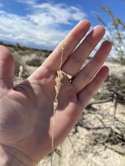 Hilaria rigida