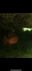 Heteropriacanthus cruentatus