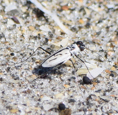 Habroscelimorpha dorsalis