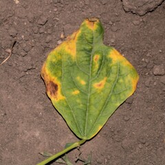 Pseudocercospora griseola