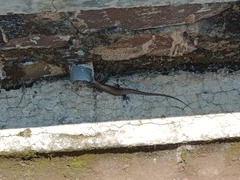 Eutropis multifasciata