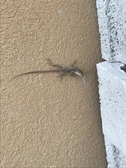 Anolis lineatopus