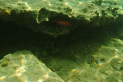 Heteropriacanthus cruentatus