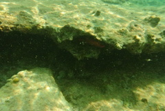 Heteropriacanthus cruentatus