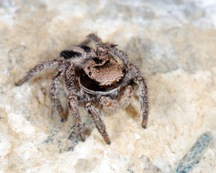 Habronattus