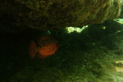 Heteropriacanthus cruentatus