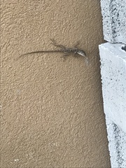 Anolis lineatopus