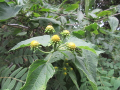 Otopappus epaleaceus