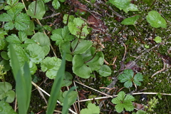 Neottia cordata