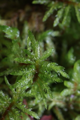 Pleurozium schreberi