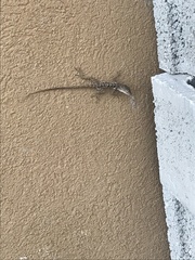 Anolis lineatopus
