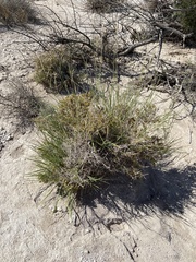 Hilaria rigida