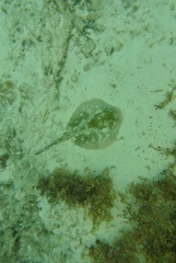 Urobatis jamaicensis