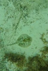 Urobatis jamaicensis