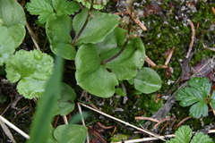 Neottia cordata