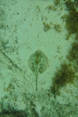 Urobatis jamaicensis