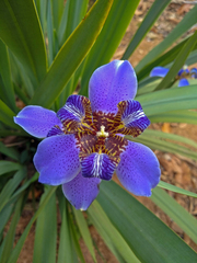 Trimezia coerulea