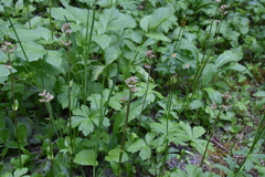 Leptarrhena pyrolifolia