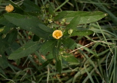 Sida rhombifolia