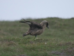Stercorarius skua