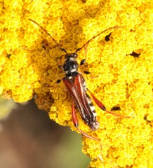 Stenopterus rufus