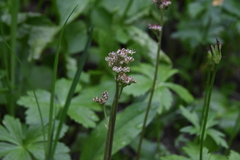 Leptarrhena pyrolifolia