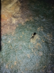 Anura