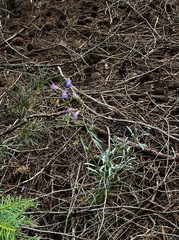 Penstemon neotericus