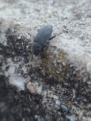 Tenebrioninae