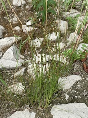 Juncus articulatus