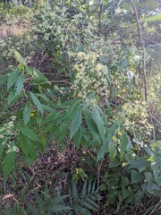 Astrotricha latifolia