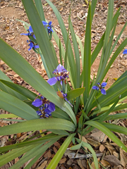 Trimezia coerulea