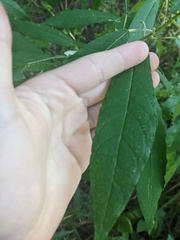 Astrotricha latifolia