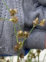 Juncus articulatus