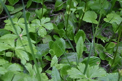 Leptarrhena pyrolifolia