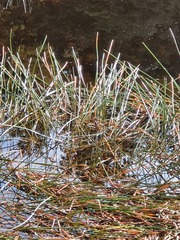 Eleocharis sphacelata