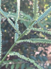 Paspalum pubiflorum