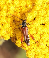 Stenopterus rufus