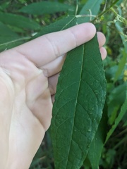 Astrotricha latifolia