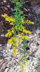 Solidago odora