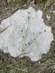 Juncus articulatus