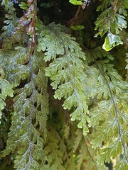 Hymenophyllum frankliniae