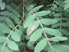 Bursera copallifera