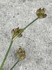 Juncus articulatus